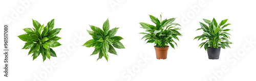 Collection of Collection of Peace Lily Indoor Plant top view isolate on transparency background photo