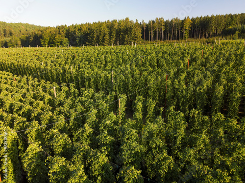 Bavarian Hops fields from top during September harvesting phase photo