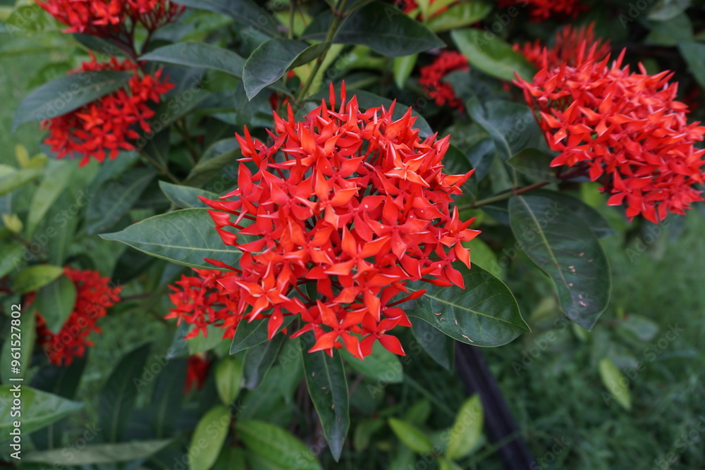 A bunch of red Ixora flower blooming on tree, Closeup shot of Ixora Chinensis flowers, A bunch of red flowers blooming together with a green background A bunch of red Ixora flower blooming on tree, Closeup shot of Ixora Chinensis flowers, A bunch of red flowers blooming together with a green background