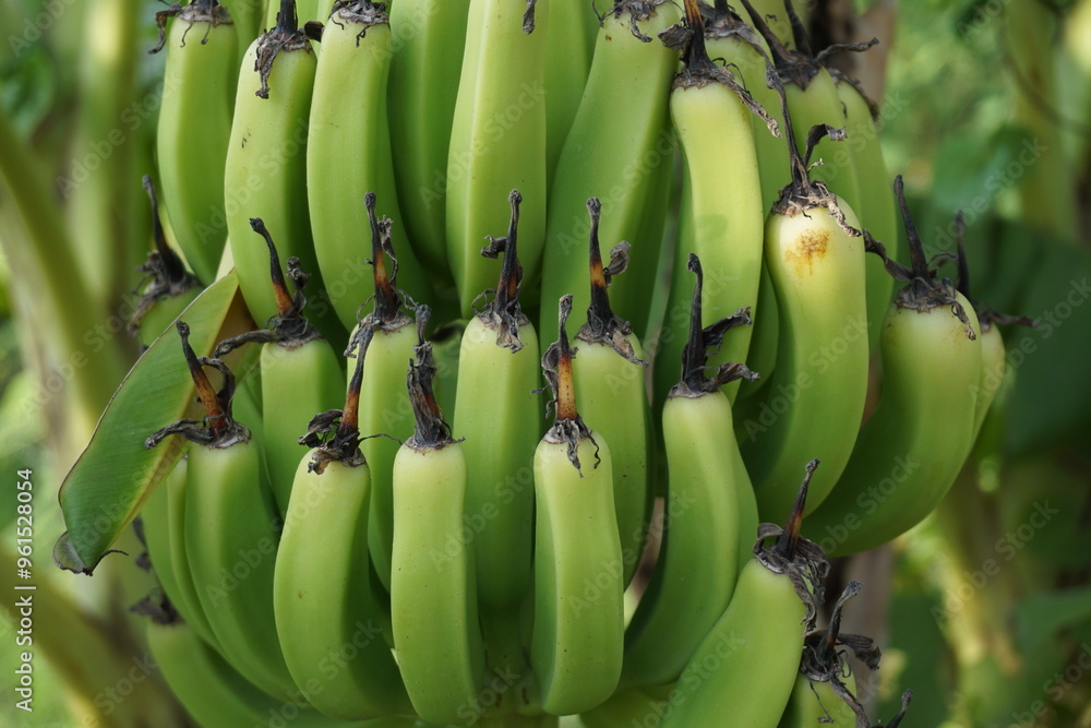 A bunch of bananas hanging on tree, Unripe green bananas on banana tree, Closeup shot of green bananas A bunch of bananas hanging on tree, Unripe green bananas on banana tree, Closeup shot of green bananas