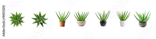 Collection of Aloe Vera Indoor Plant top view isolate on transparency background