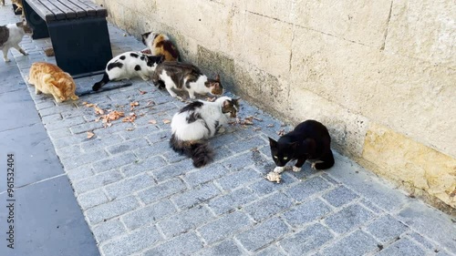 Street cats feed eat food on Istanbul street, Turkey. 4K video clip