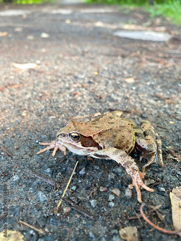 Fototapeta premium Common green frog (Rana temporaria) on the ground.