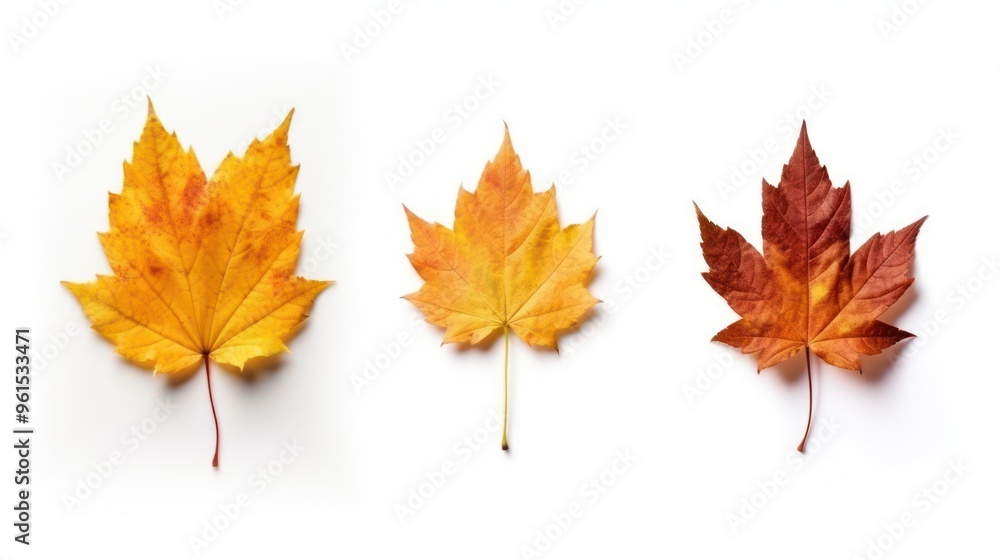 Fototapeta premium Bright yellow maple leaf showcasing the essence of autumn, isolated against a clean background. Perfect for fall-themed articles or seasonal designs.