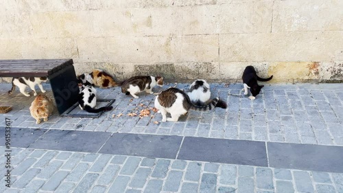 Street cats feed eat food on Istanbul street, Turkey. 4K video clip