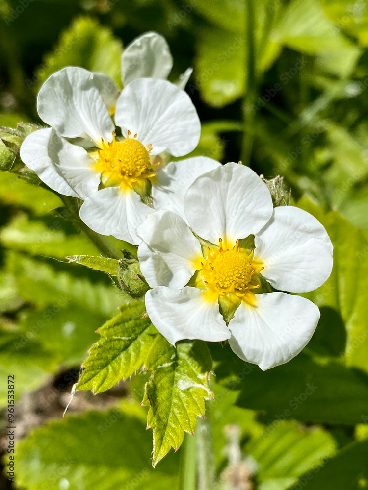 Obraz premium Strawberry flowers - Latin name - Fragaria vesca