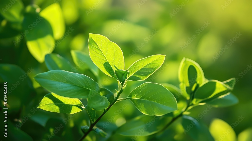 Lush green foliage under springtime sun glow Lush green foliage under springtime sun glow