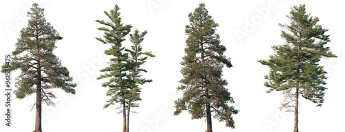 Tableau sur toile Set of Pinus contorta and Picea mariana frontal set trees isolated png on a tran