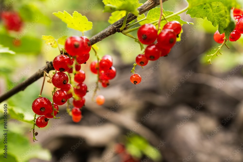 branch of ripe red currant in a garden on green background branch of ripe red currant in a garden on green background