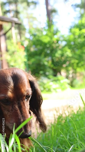 Dachshund eating green grass outdoor in countryside, red longhaired dog close up portrait in front of the house. Domestic pet feeding on a meadow on sunny summer day