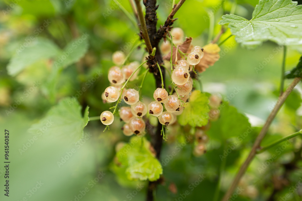 White currant at a branch in the garden close up. White currant at a branch in the garden close up.