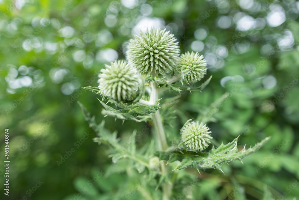 The globe thistle Echinops plant in the early flowering stage close-up The globe thistle Echinops plant in the early flowering stage close-up