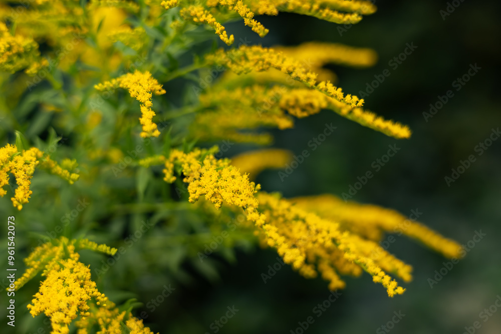 Solidago canadensis blooms wildly in nature in late summer Solidago canadensis blooms wildly in nature in late summer