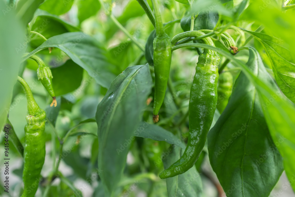 Chili pepper plantation with plastic film placed over the ground, yellow chilli pepper plant in a farmer's field Chili pepper plantation with plastic film placed over the ground, yellow chilli pepper plant in a farmer's field