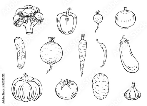 Set of vegetables. Hand drawn garden vegetable collection.