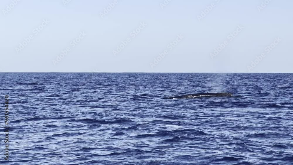 A humpback whale breaks the deep blue ocean's surface to breathe, blowing a huge mist before sinking back. A humpback whale breaks the deep blue ocean's surface to breathe, blowing a huge mist before sinking back.
