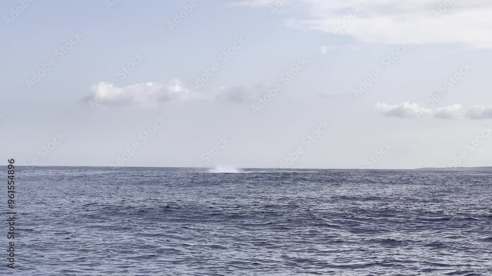 A magnificent humpback whale jumps twice out of the water. A magnificent humpback whale jumps twice out of the water.