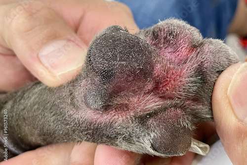 Allergy in dogs white color close-up photo of a dog's paw with atopic dermatitis and food allergy reddened from blood drops