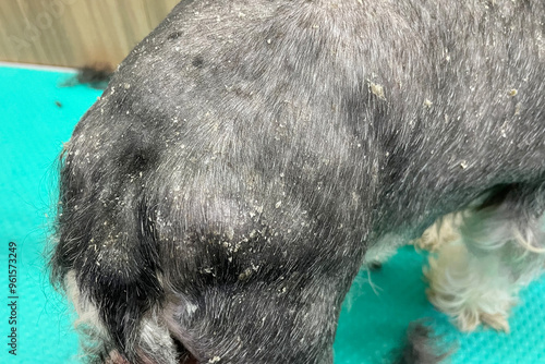 Wounds on the dog's skin become inflamed, mange, fungal disease, infection.