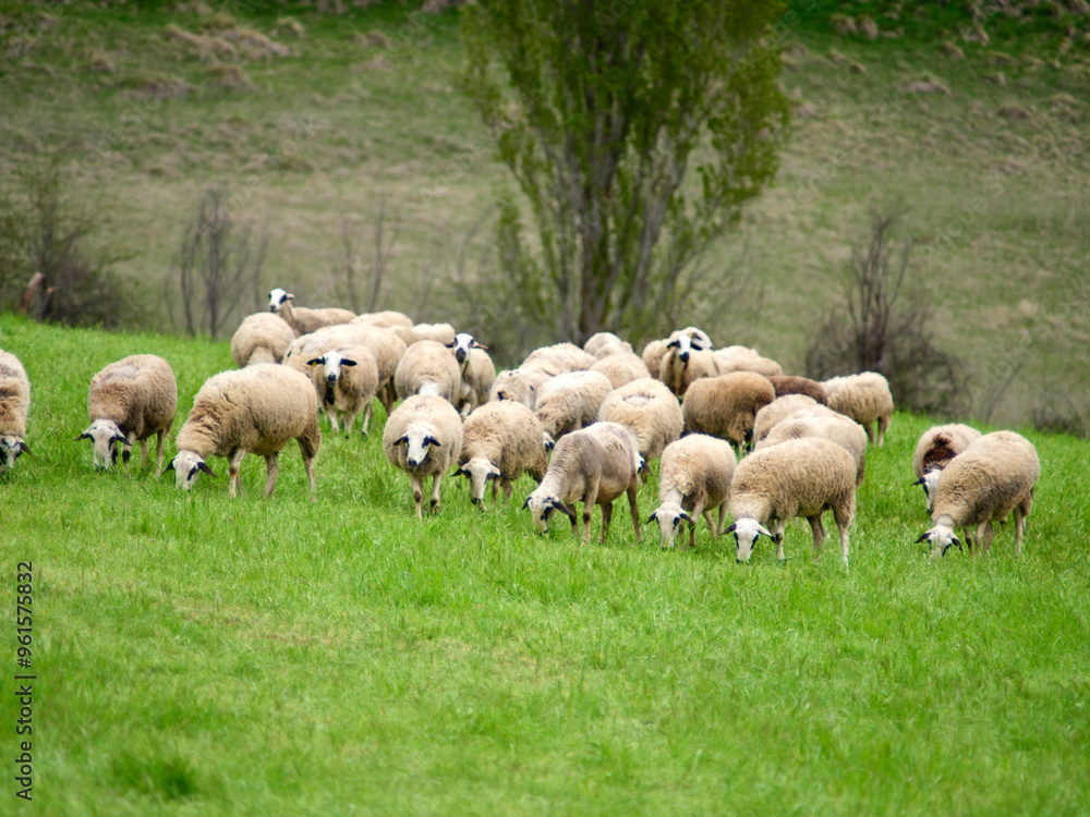 Obraz premium Sheep in the Pyrenees