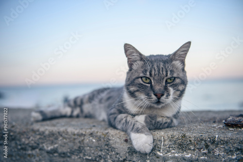 Cat on the beach