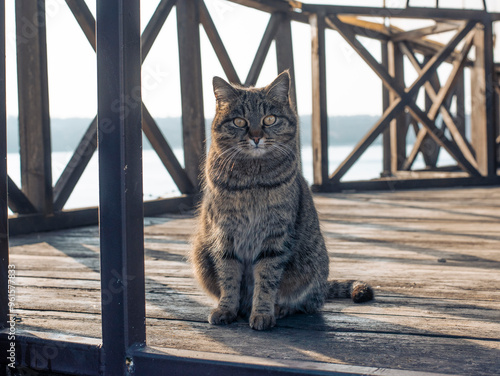 A cat sitting on a wooden surface