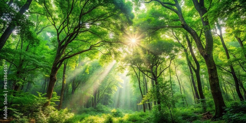 Fototapeta premium Lush forest with vibrant green trees and sunlight filtering through the canopy