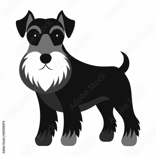 Schnauzer on a white background