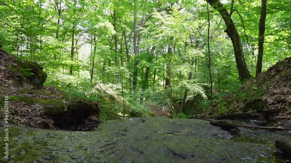 Peaceful forest stream surrounded by vibrant green trees. Ideal for nature-themed projects, relaxation, or environmental content. Peaceful forest stream surrounded by vibrant green trees. Ideal for nature-themed projects, relaxation, or environmental content.