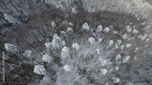Aerial shot revealing tall, snow-dusted trees in a winter landscape from above.