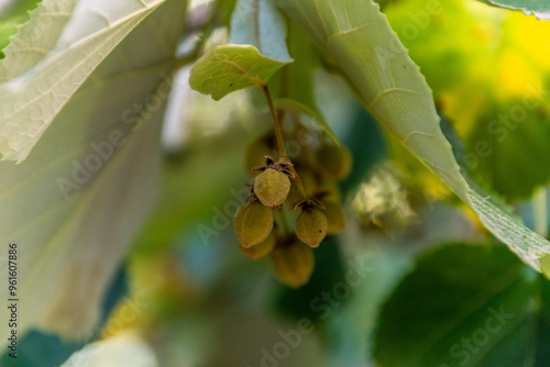 Staphylea pinnata pertenece a la Staphyleaceae. photo