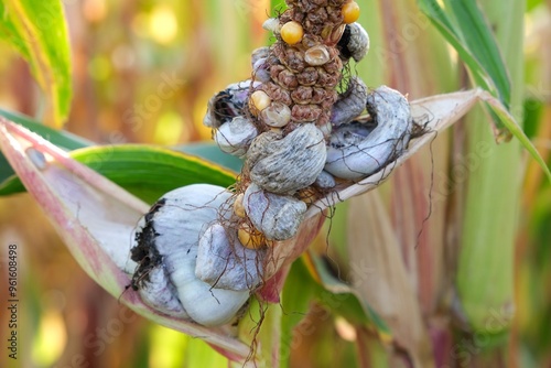 Close up of Corn smut - plant disease caused by pathogenic fungus Mycosarcoma maydis. In Mexico, it is considered a delicacy, called huitlacoche. photo