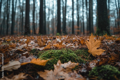 Autumn Leaves and Moss on Forest Floor