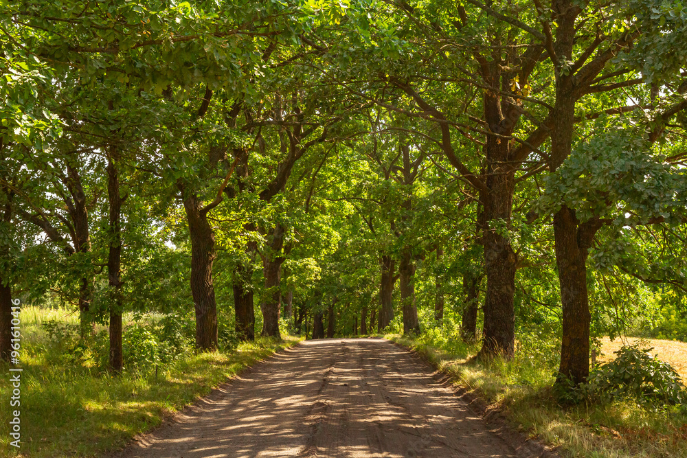 Forest rural road surrounded by trees in summer | Wiejska leśna droga otoczona drzewami letnią porą Forest rural road surrounded by trees in summer | Wiejska leśna droga otoczona drzewami letnią porą