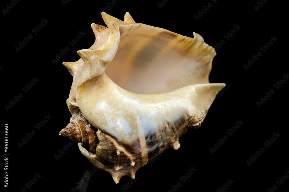 Melongena bispinosa Seashell on a black background Melongena bispinosa Seashell on a black background