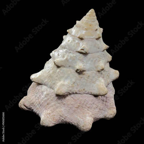 Tectus dentatus Seashell on a black background