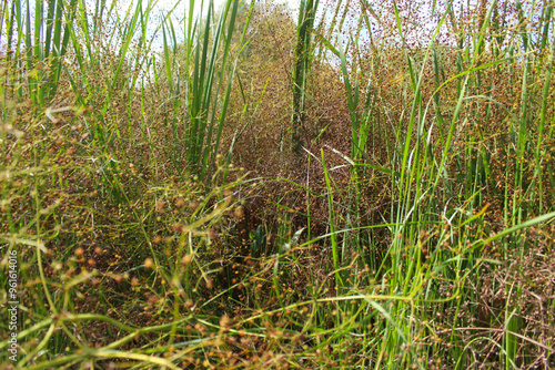 grass in the wind, dry and green grass white with water