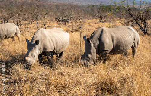 rhinoceros on safari in the Kruger Park South Africa