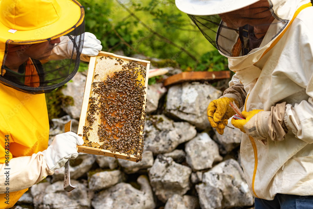 Work at the apiary. Care of honey bees. Beekeeping. Inside the hive. Work at the apiary. Care of honey bees. Beekeeping. Inside the hive.