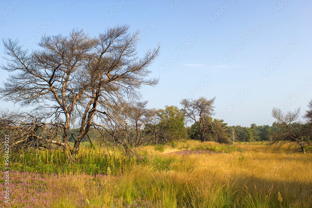 Heathland in National Park Maasduinen in the Netherlands Heathland in National Park Maasduinen in the Netherlands