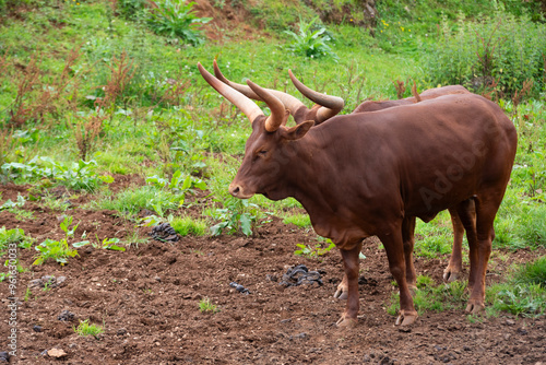 Watusi flock