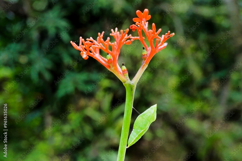 Larvae of Common emigrant butterfly, Catopsilia pomona, pupated at flower stalk, Thiruvananthapuram, Kerala, India, Asia Larvae of Common emigrant butterfly, Catopsilia pomona, pupated at flower stalk, Thiruvananthapuram, Kerala, India, Asia