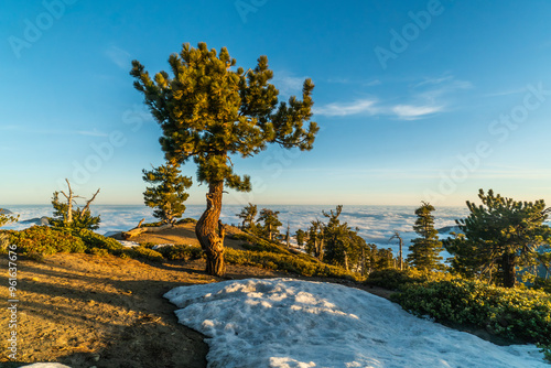 A tree is standing in the snow on a hill