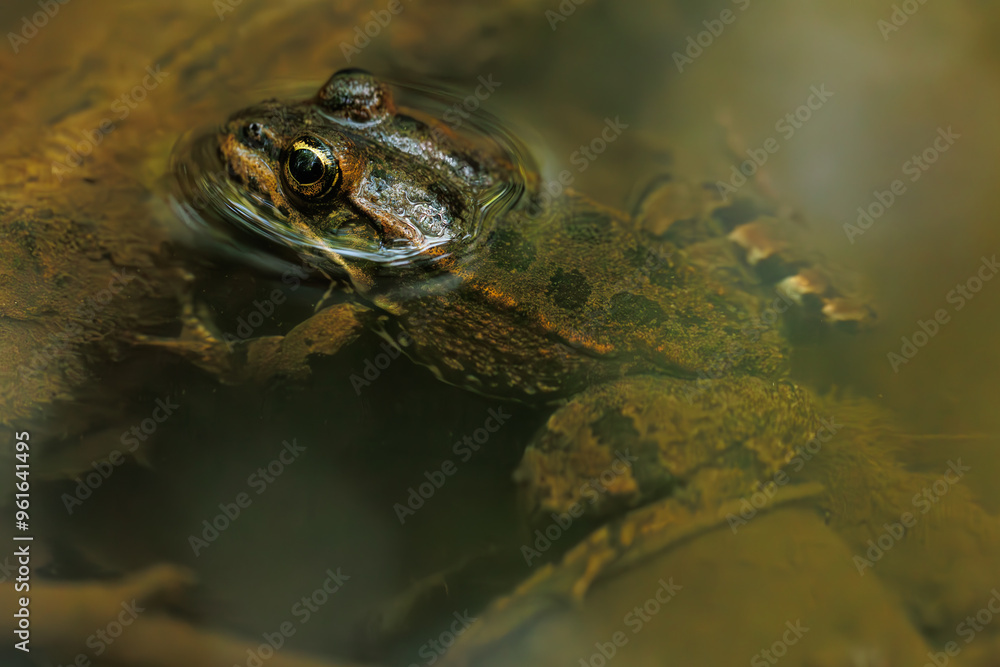 A macro of a brown striped frog in a creek A macro of a brown striped frog in a creek