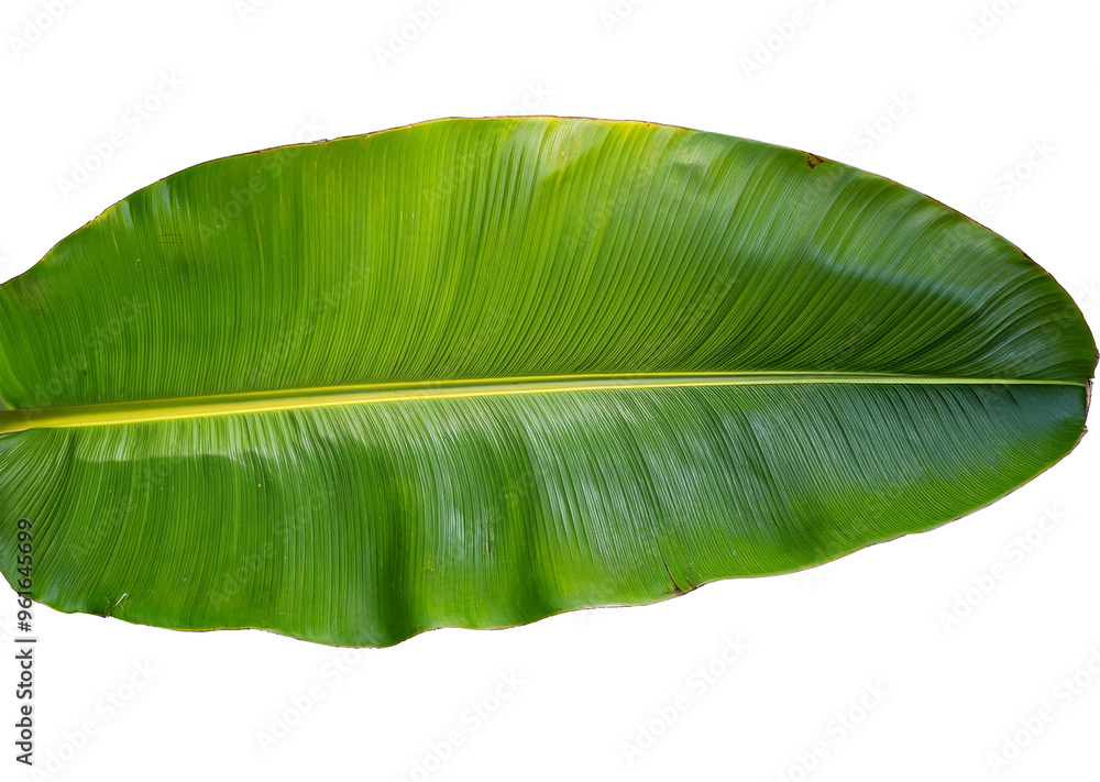 Banana green leaf isolated on transparent background Banana green leaf isolated on transparent background