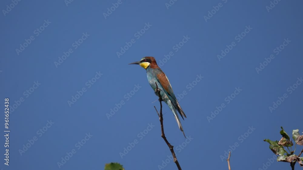 A beautiful multi-colored bird swings on a branch against the sky. The European bee-eater (Merops apiaster) is a near passerine bird in the bee-eater family, Meropidae. A beautiful multi-colored bird swings on a branch against the sky. The European bee-eater (Merops apiaster) is a near passerine bird in the bee-eater family, Meropidae.