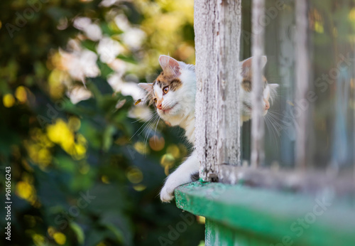 a small curious kitten walks on the window of a village house in the garden o...