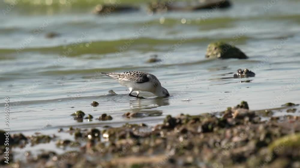 The sandpiper searches for food on the coast against the backdrop of beautiful waves. The sanderling (Calidris alba) is a small wading bird. The sandpiper searches for food on the coast against the backdrop of beautiful waves. The sanderling (Calidris alba) is a small wading bird.