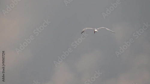 Flight of a great white gull with a large red beak. The Caspian tern (Hydroprogne caspia) is a species of tern, with a subcosmopolitan but scattered distribution. Slow Motion (120fps). photo