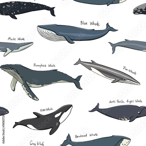 Vector seamless pattern with hand drawn whales. Beautiful ink drawing, heavy contour. Perfect design elements, marine animal illustration
